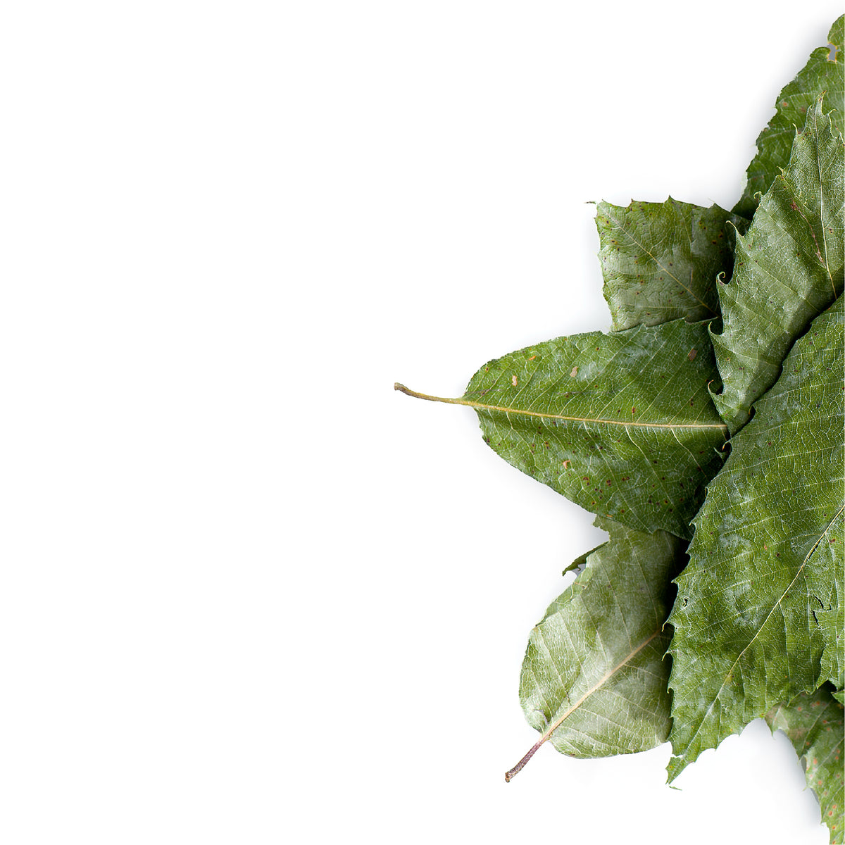 Chestnut Leaf 100g